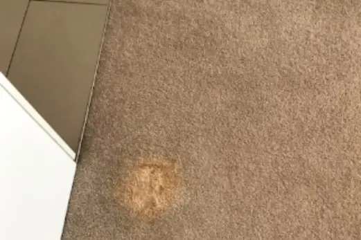Carpet Cleaning in Deer Park
